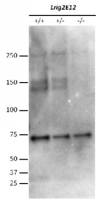 mLrig2-147 | Leucine-rich repeats and immunoglobulin-like domains protein 2 in the group Antibodies Human Cell Biology / Other proteins at Agrisera AB (Antibodies for research) (AS14 2788)